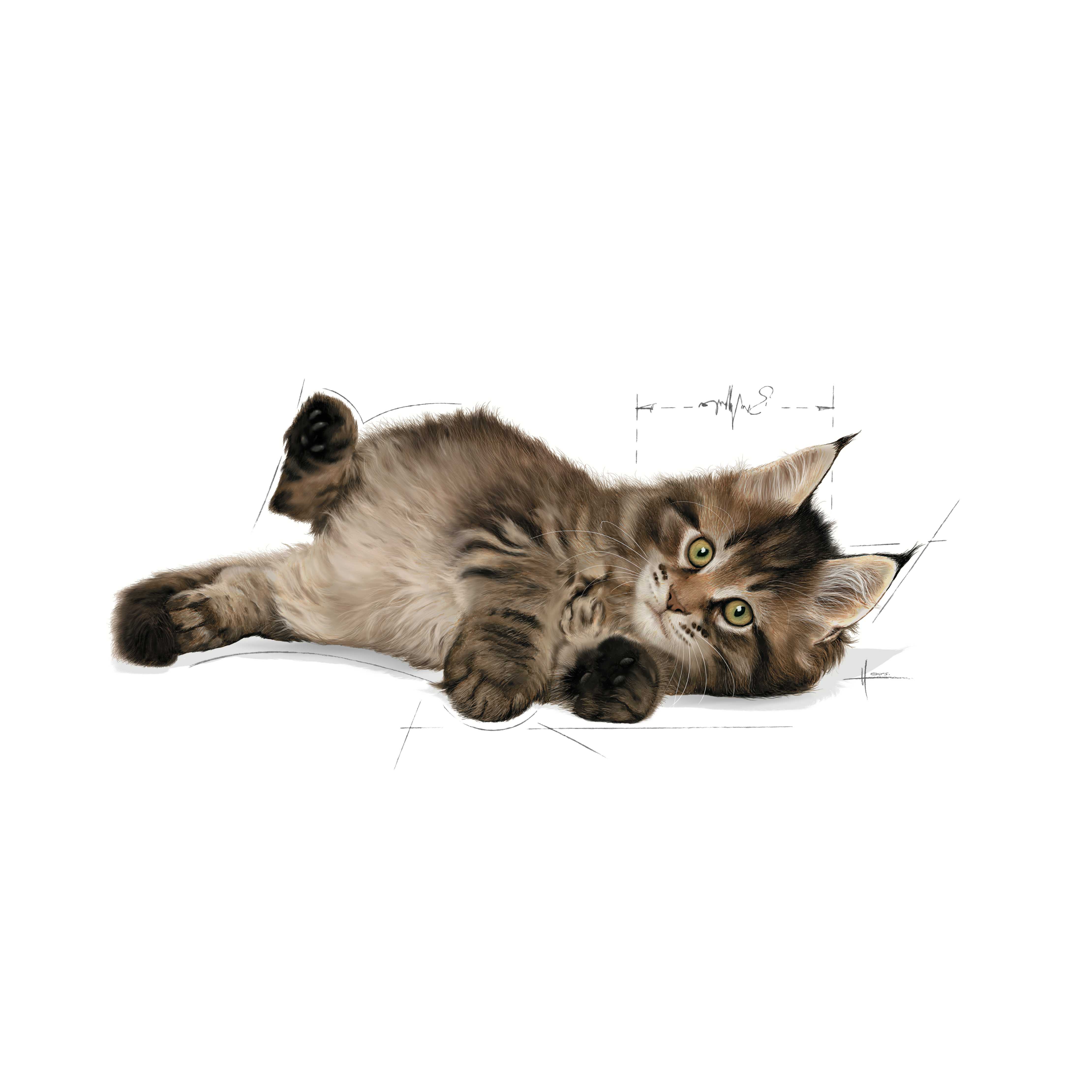 Royal Canin Kitten Maine Coon