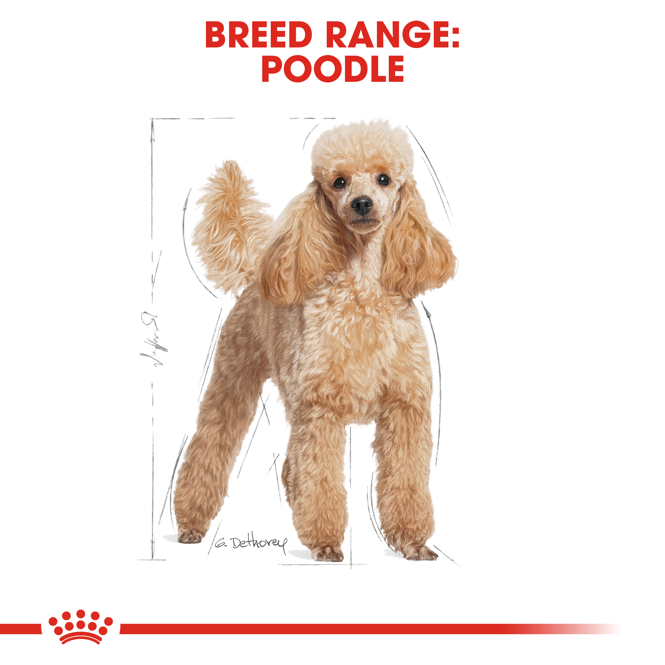 Royal Canin Poodle 12 x 85g