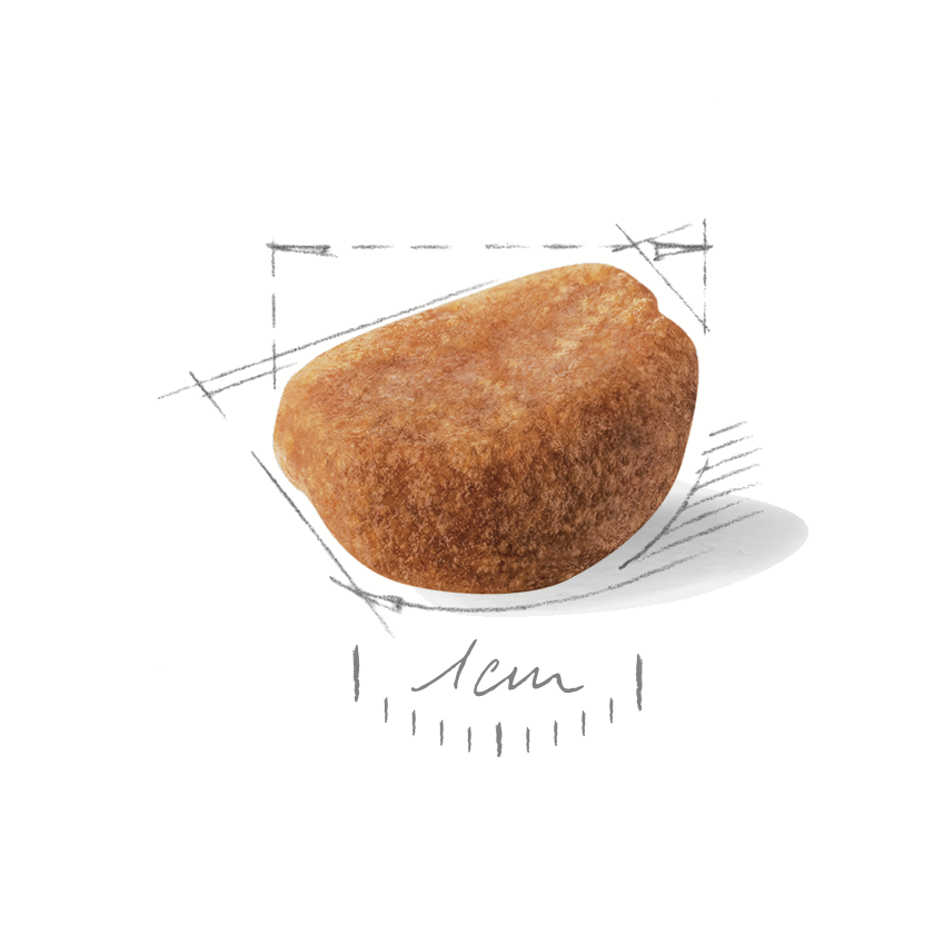 Royal Canin Rottweiler Junior 12kg