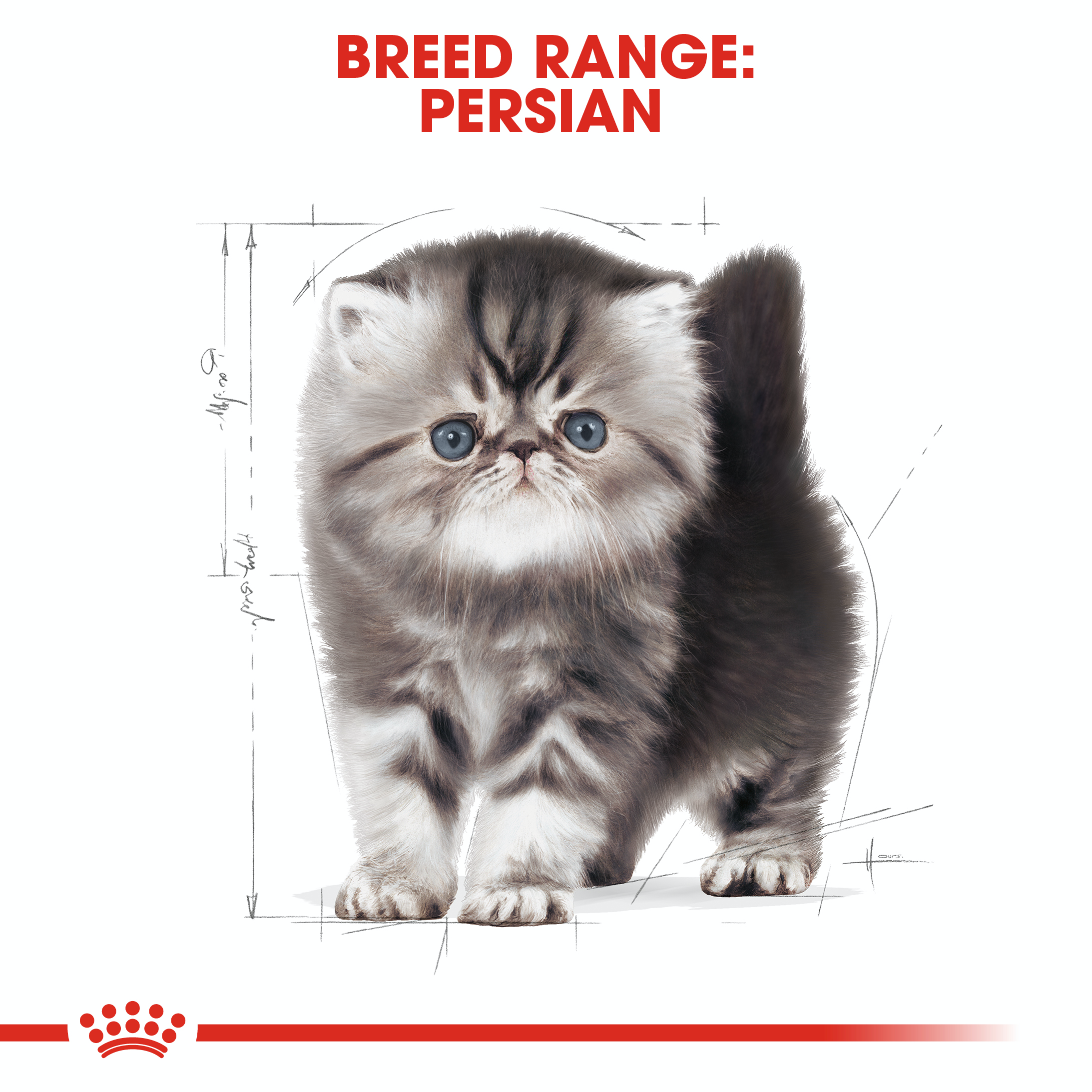 Royal Canin Kitten Persian