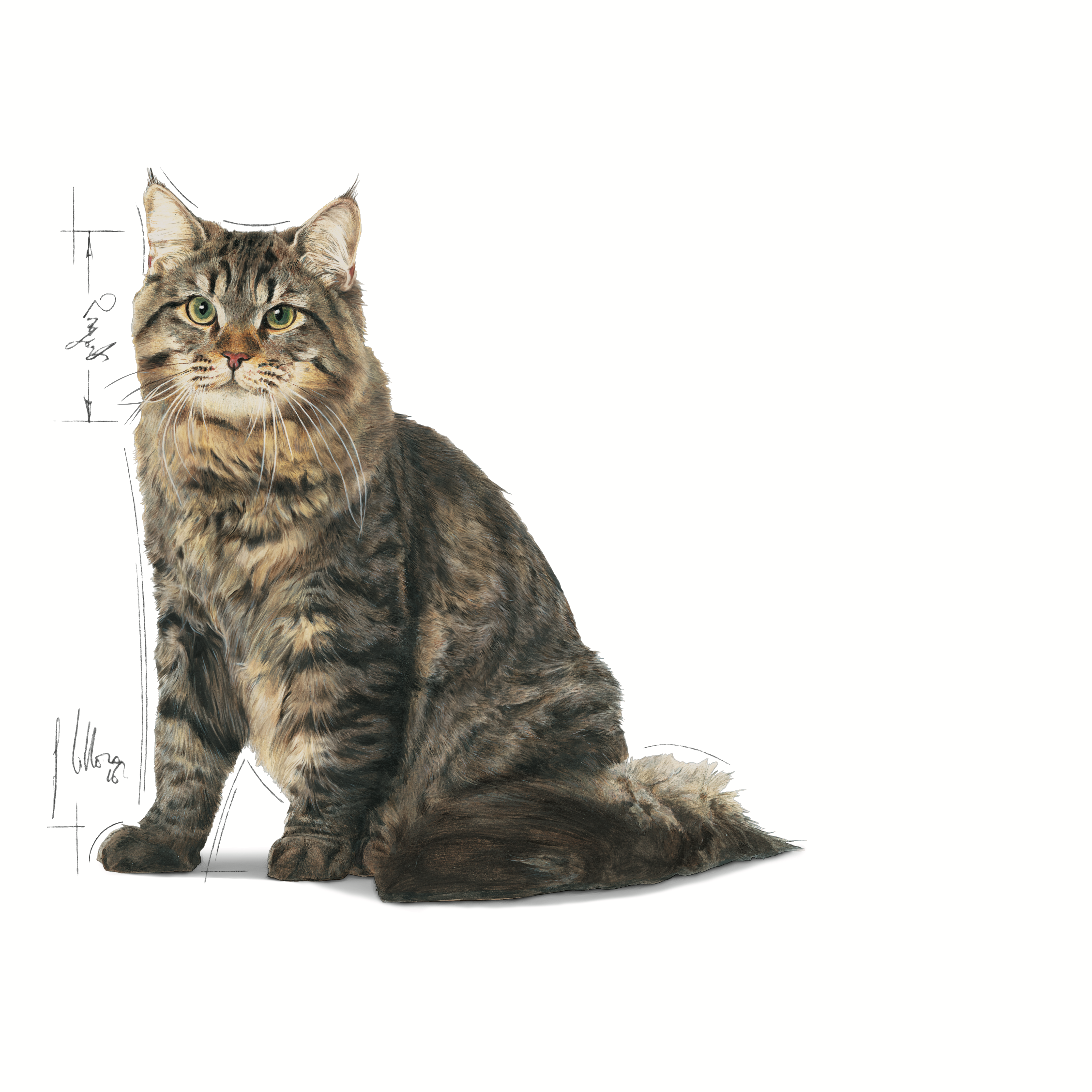 Royal Canin Urinary Care