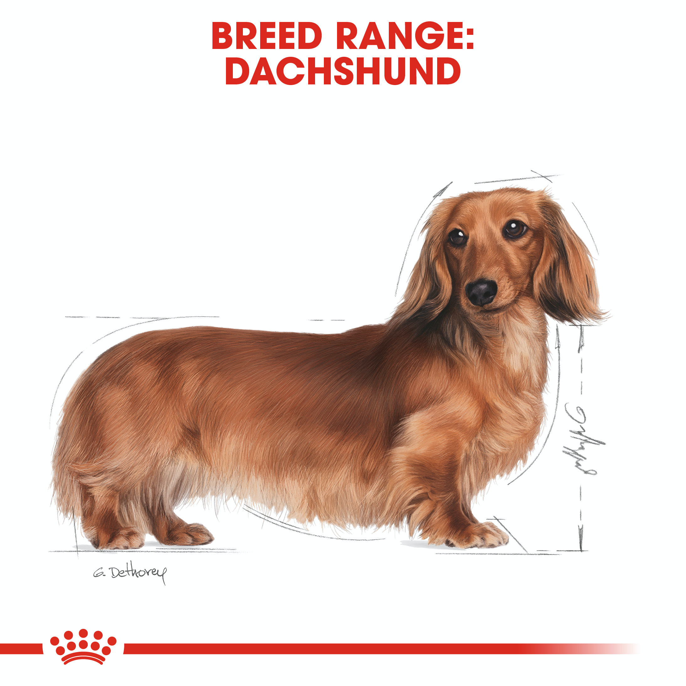 Royal Canin Dachshund 12 x 85g