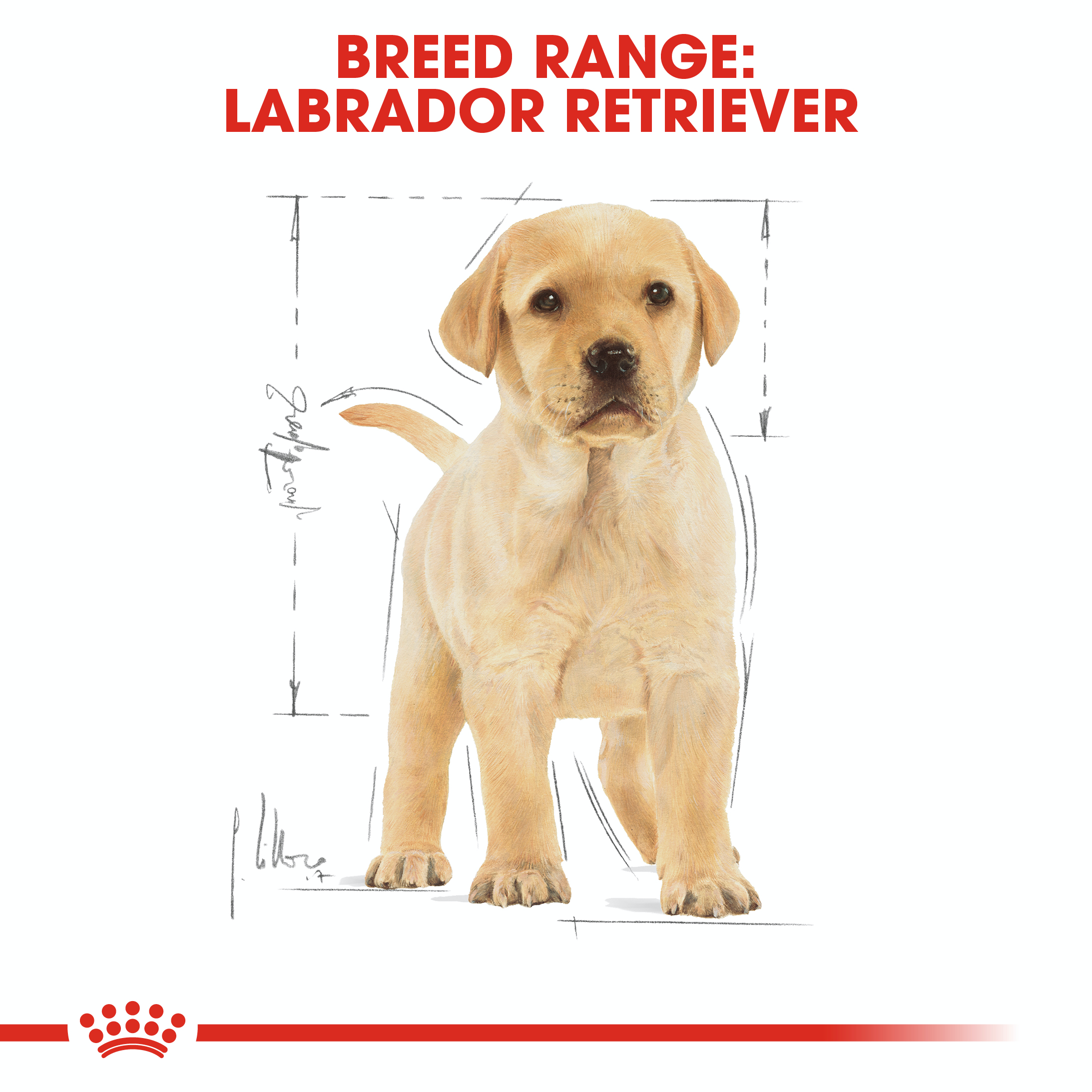 Royal Canin Labrador Junior