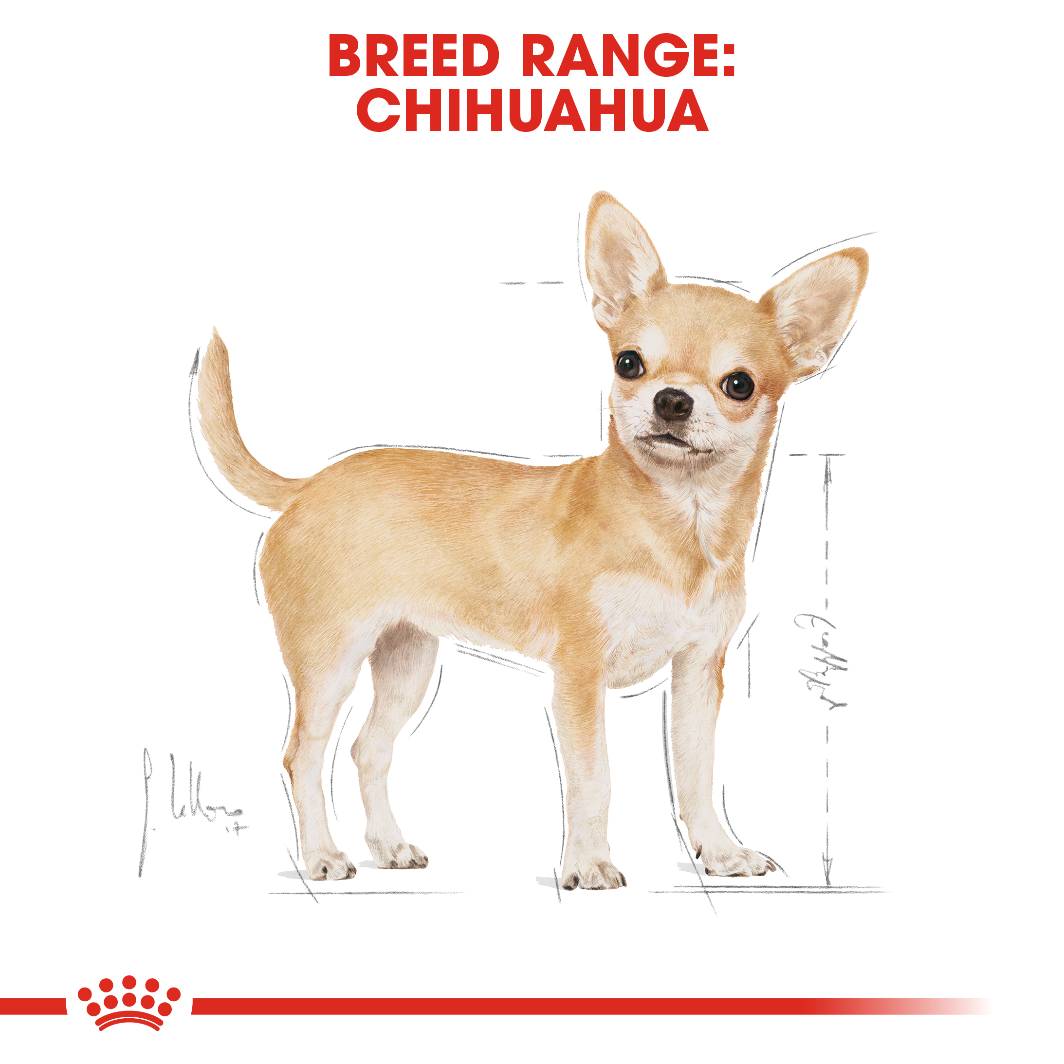 Royal Canin Chihuahua 12 x 85g