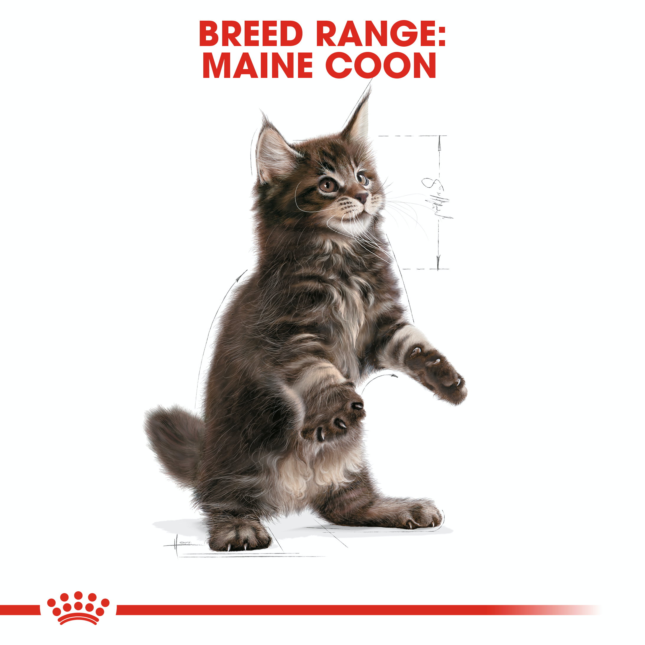 Royal Canin Kitten Maine Coon