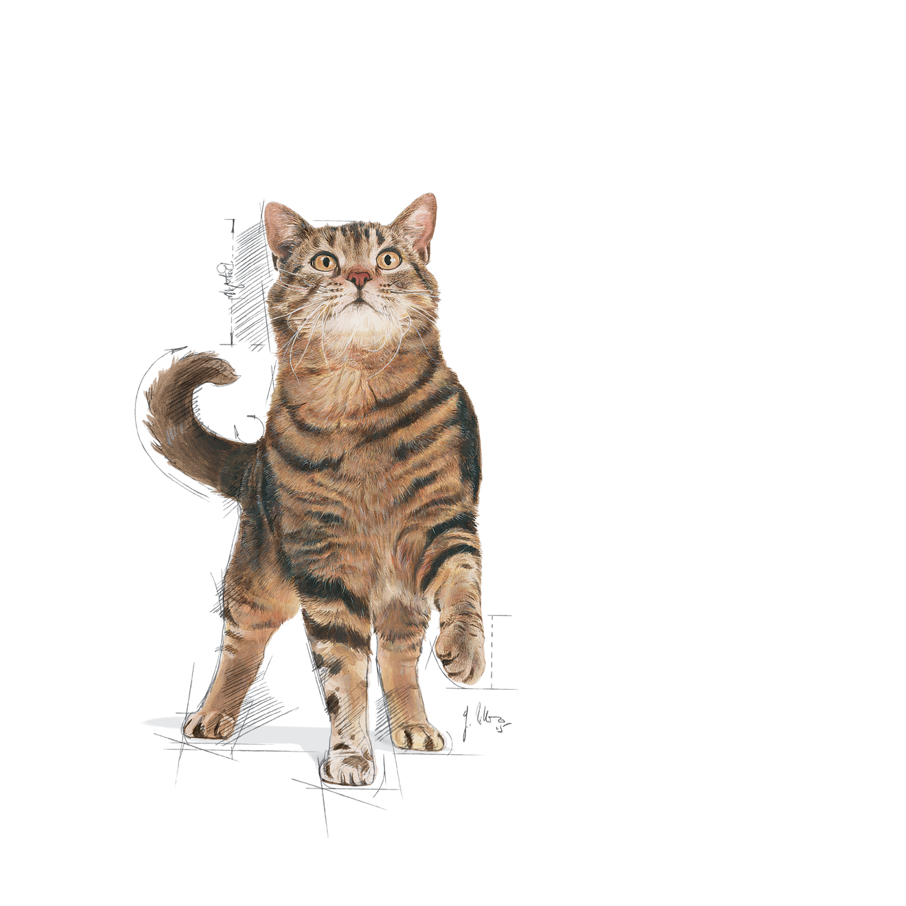 Royal Canin Appetite Control Sterilised