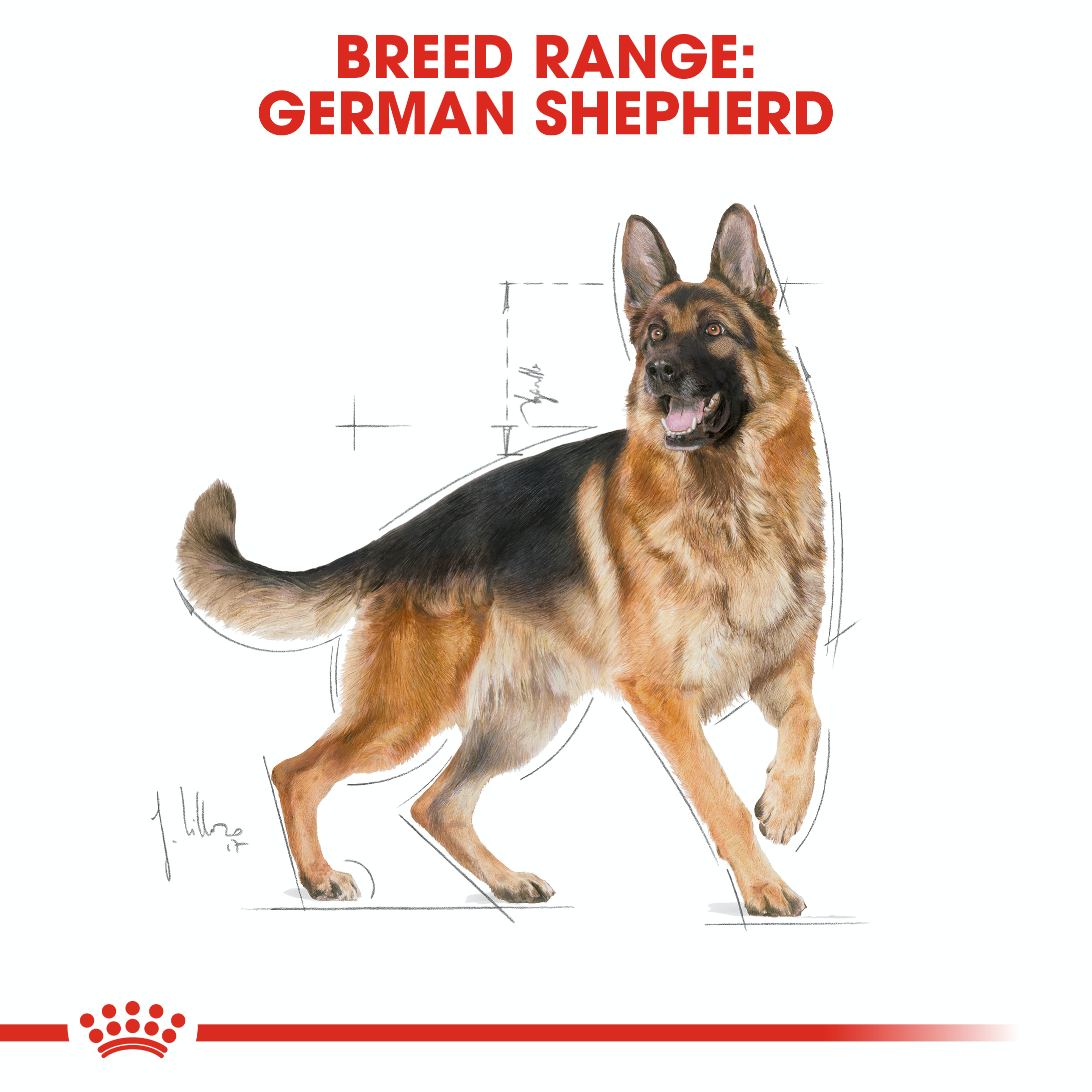 Royal Canin German Shepherd 11kg