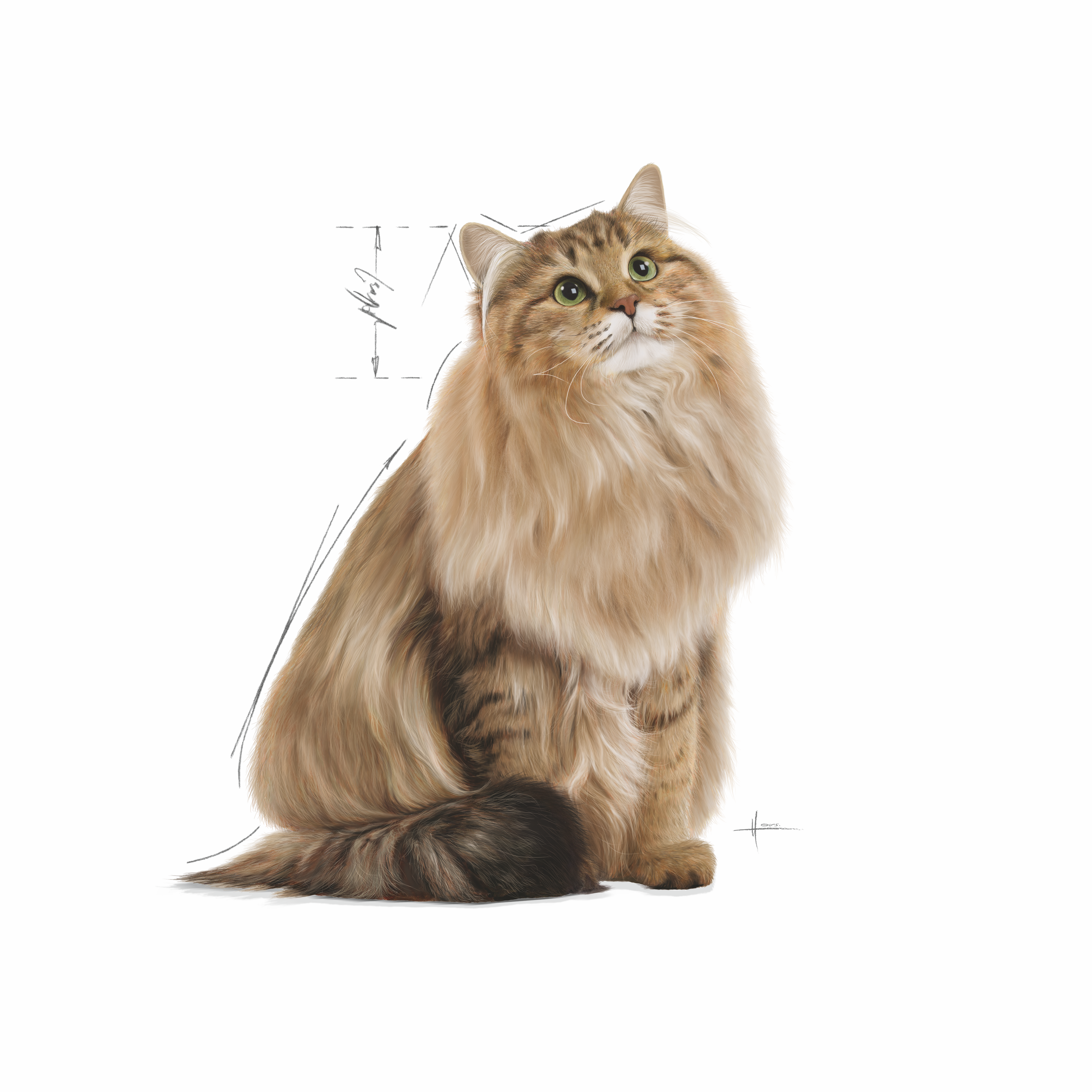 Royal Canin Light Weight Care (Gelee) 12 x 85 g