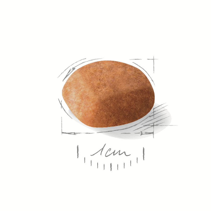 Royal Canin Golden Retriever Junior 12kg