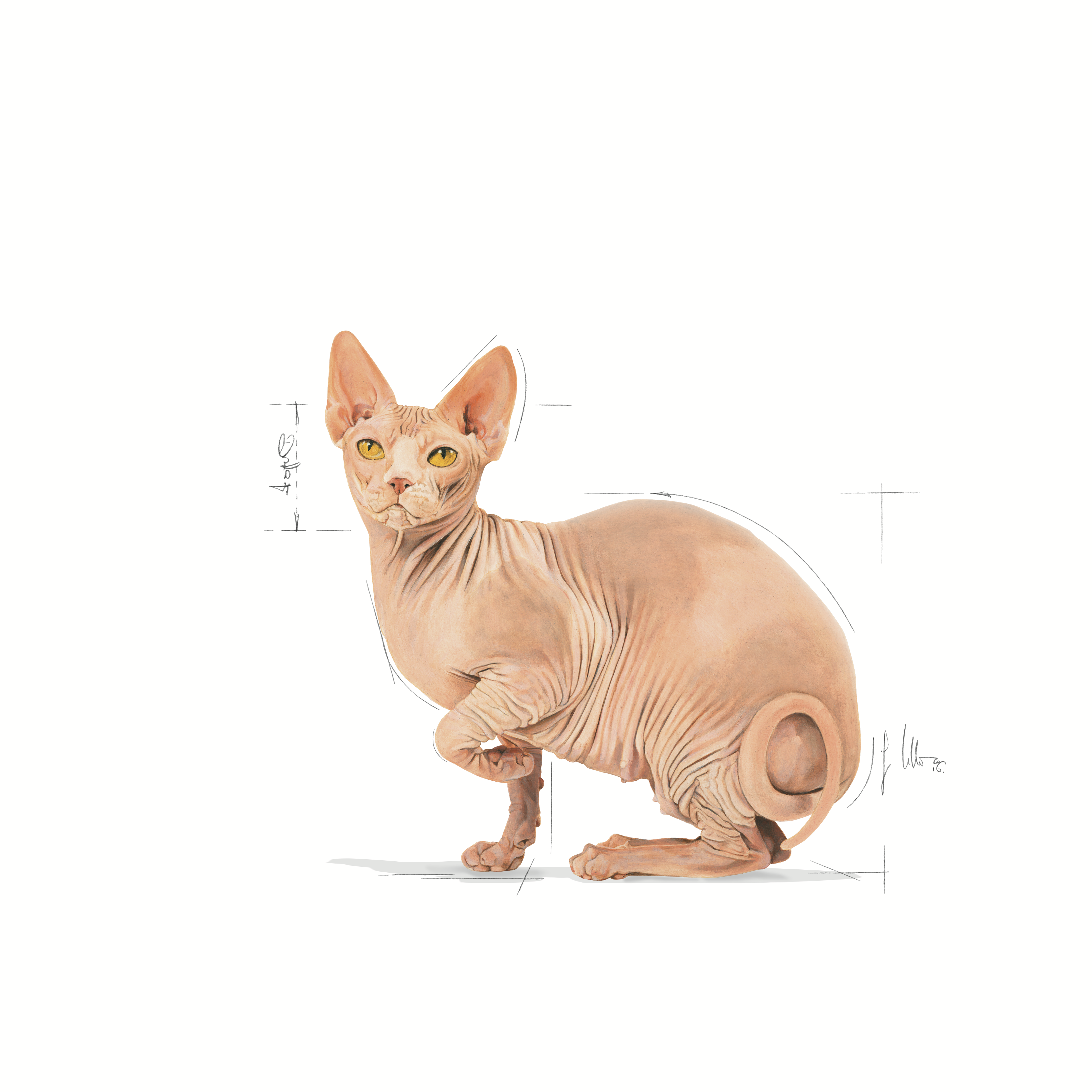 Royal Canin Sphynx