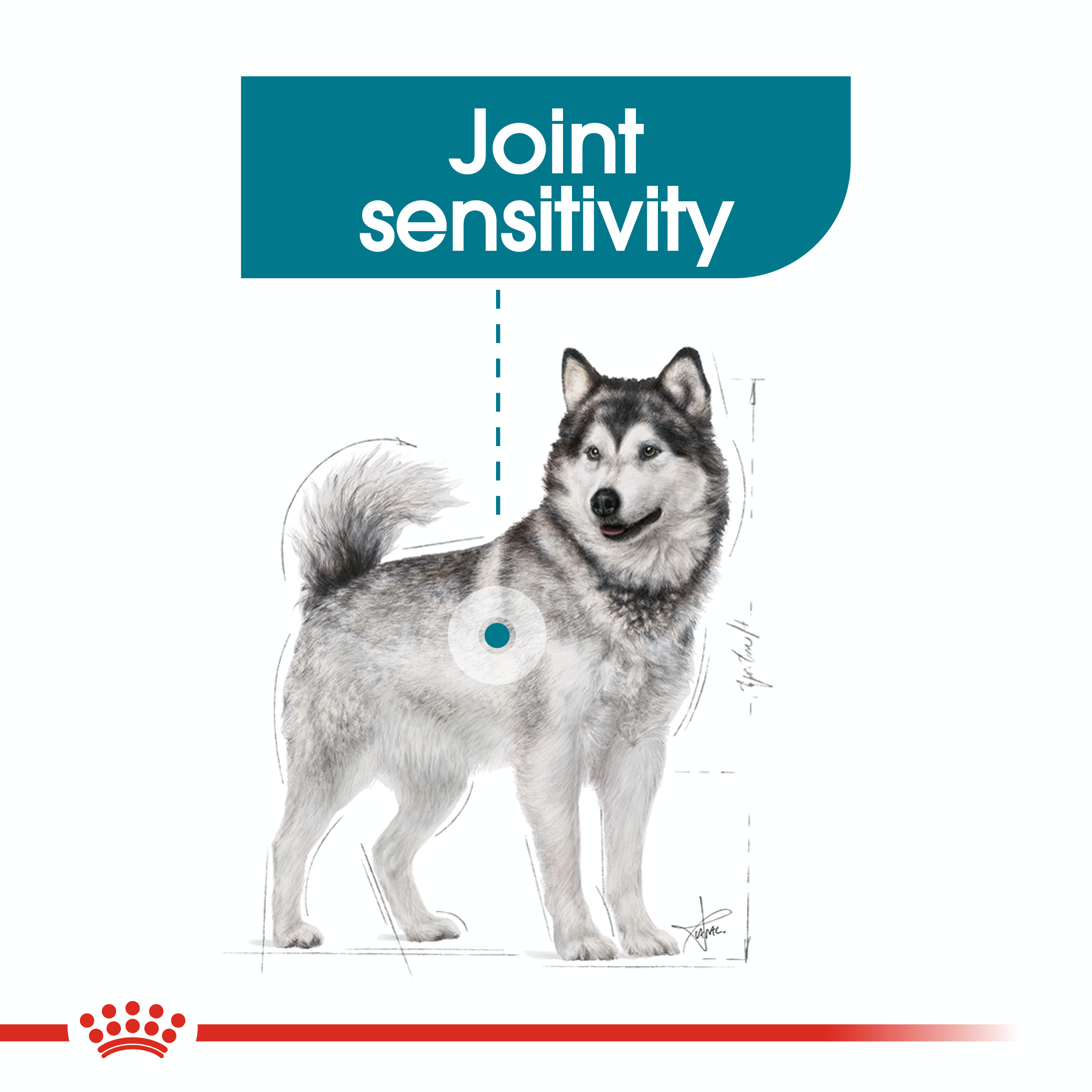 Royal Canin Joint Care Maxi
