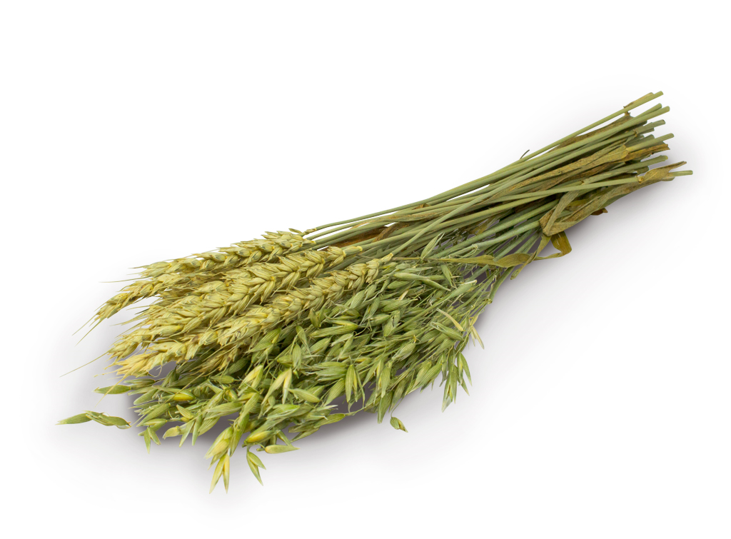 JR Farm Knabbersträuschen 25g