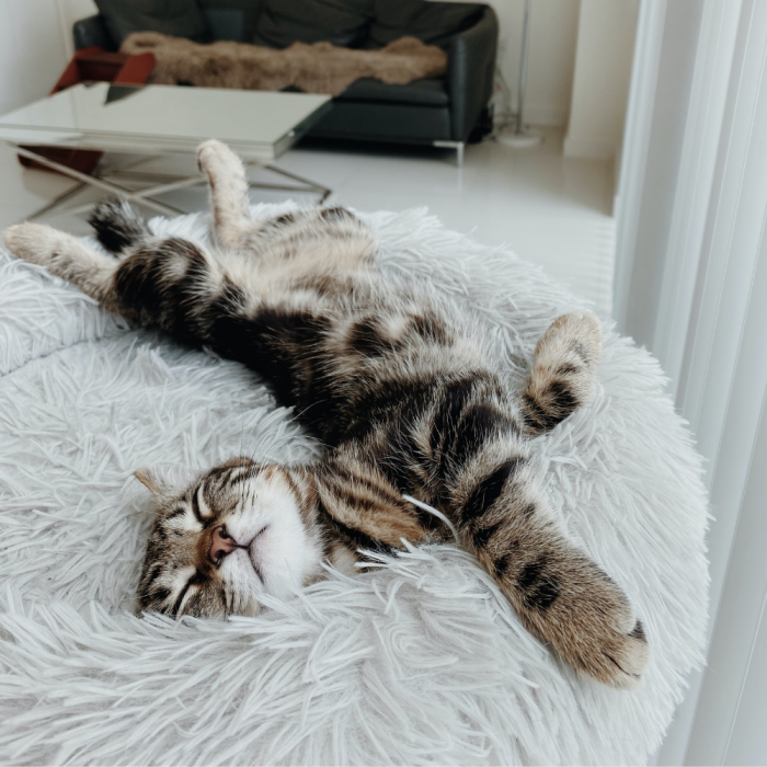 TOPMAST FLUFFY DONUT TIERKORB – Anthrazit