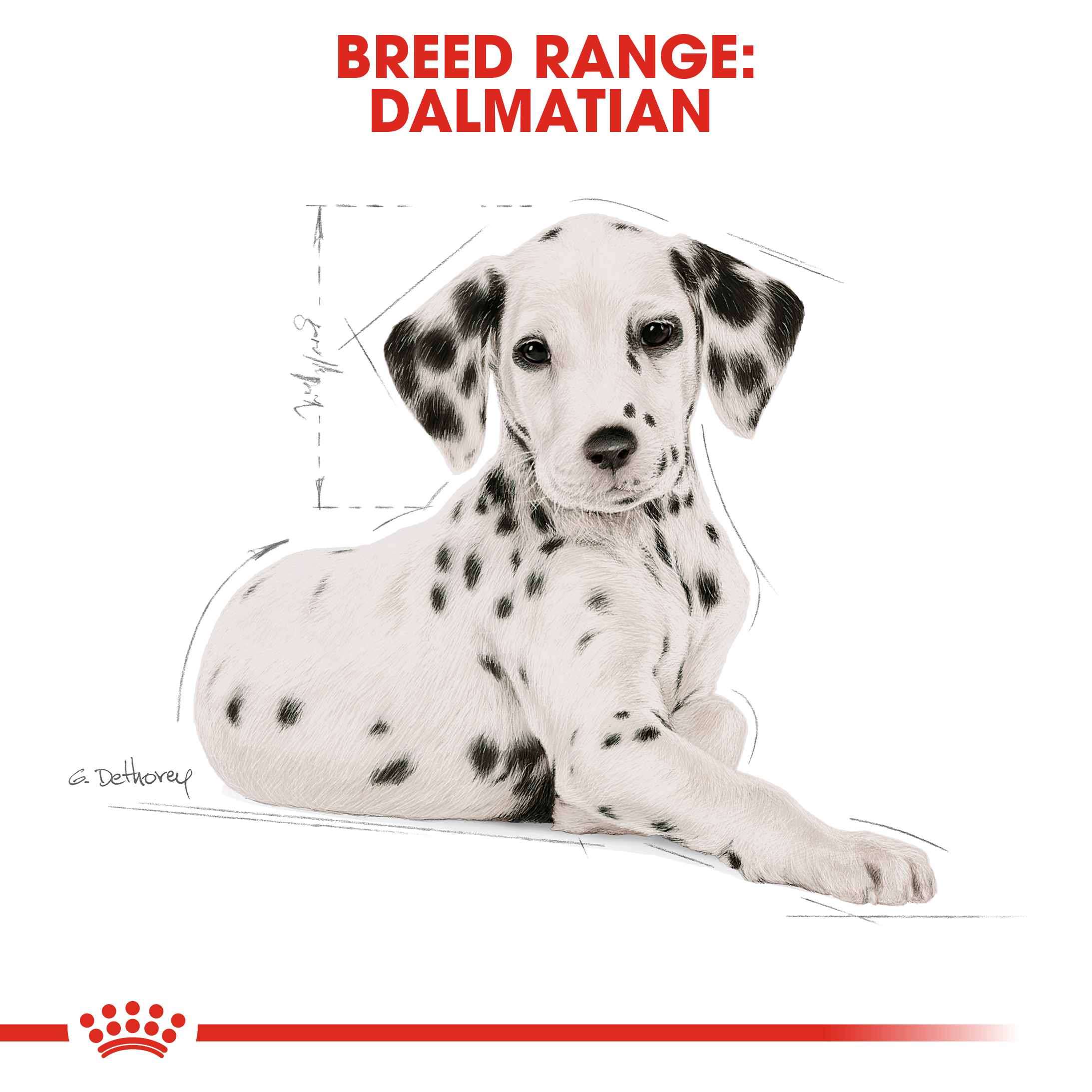 Royal Canin Dalmatian Junior 12kg