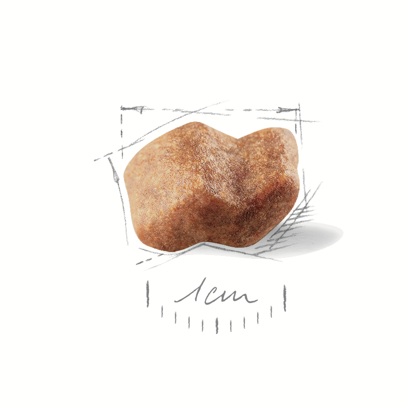 Royal Canin  Boxer Junior 12kg