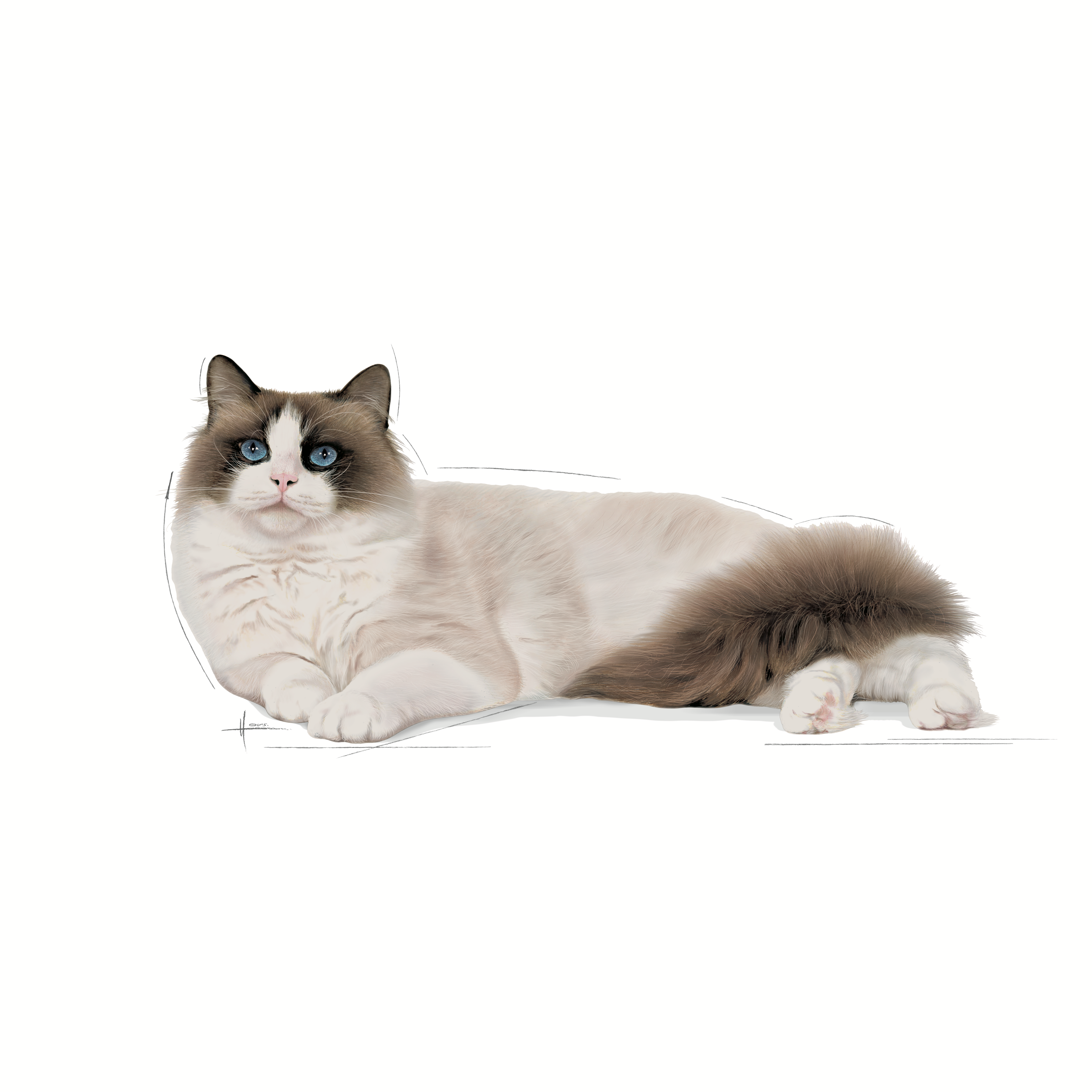 Royal Canin Ragdoll
