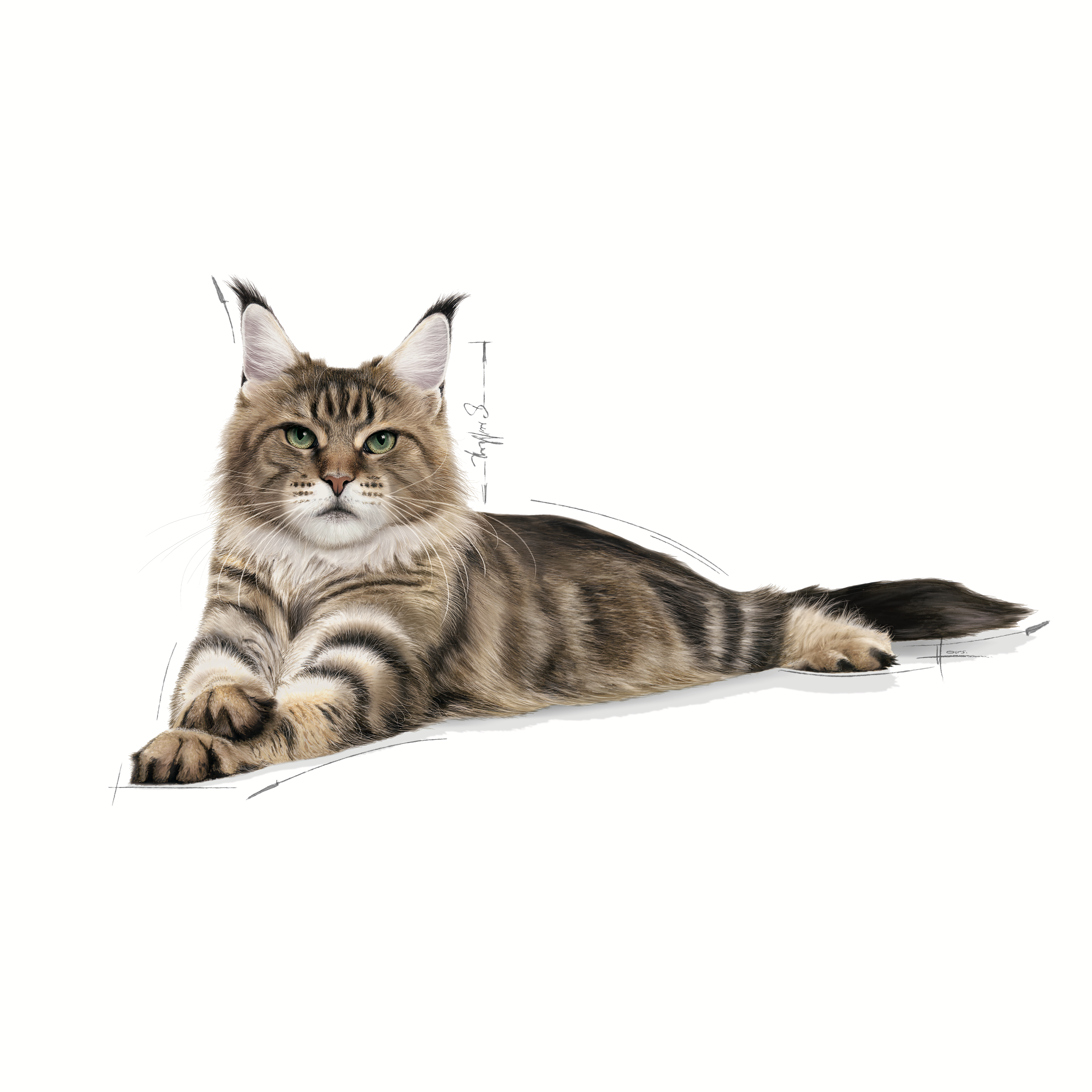 Royal Canin Maine Coon