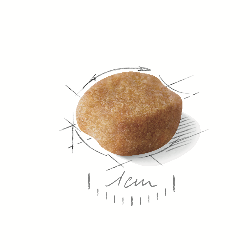 Royal Canin Yorkshire Terrier